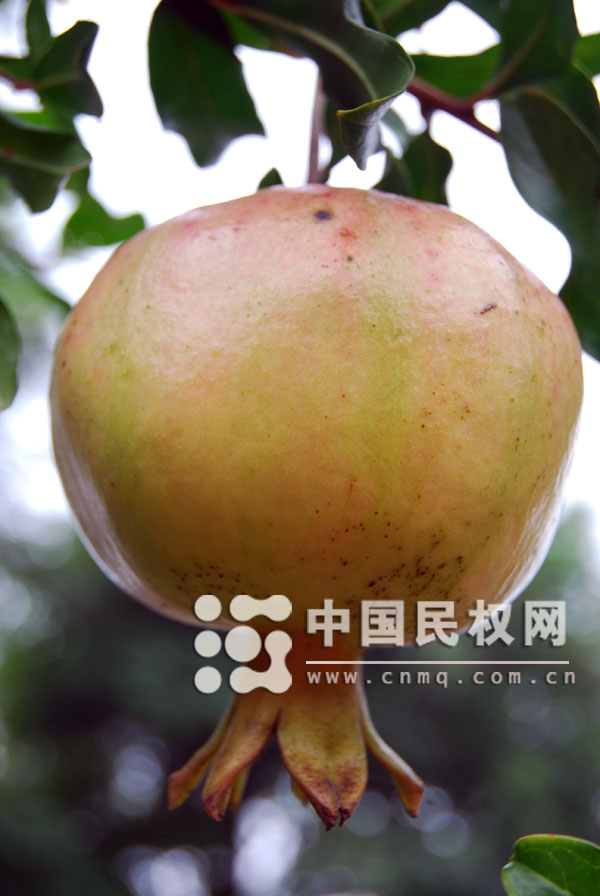 石榴