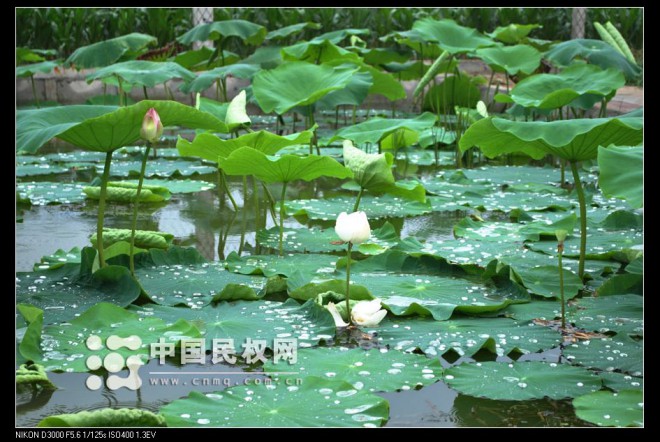 荷花