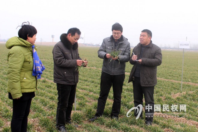 河南省农业大学教授到民权查看校县合作项目区小麦生长情况