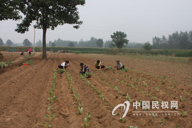 程庄镇蔬菜基地种菜忙