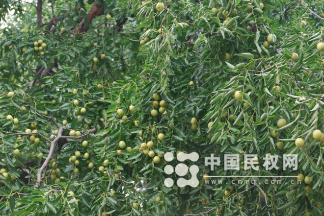 枣