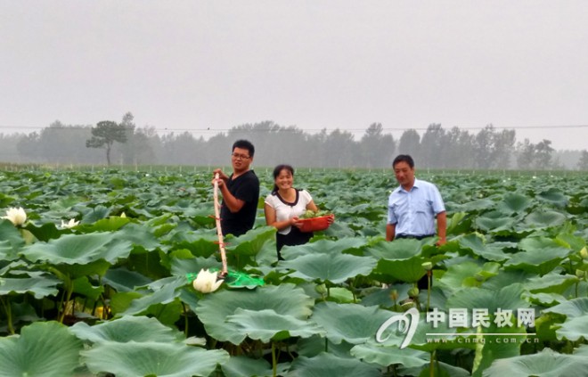 胡集回族乡:荷塘景色引游人莲子采摘潮