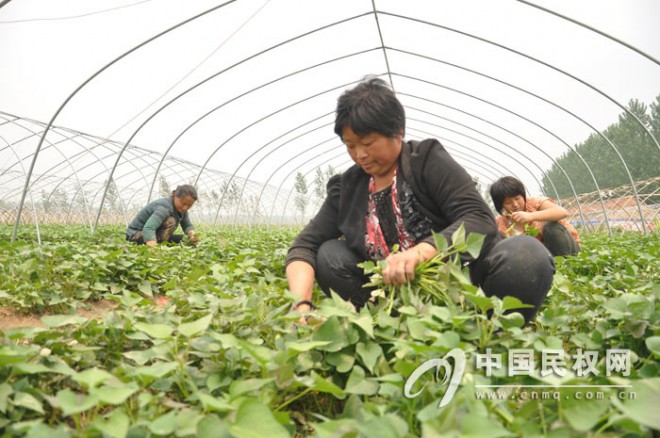 小小红薯苗 开辟农民增收新渠道