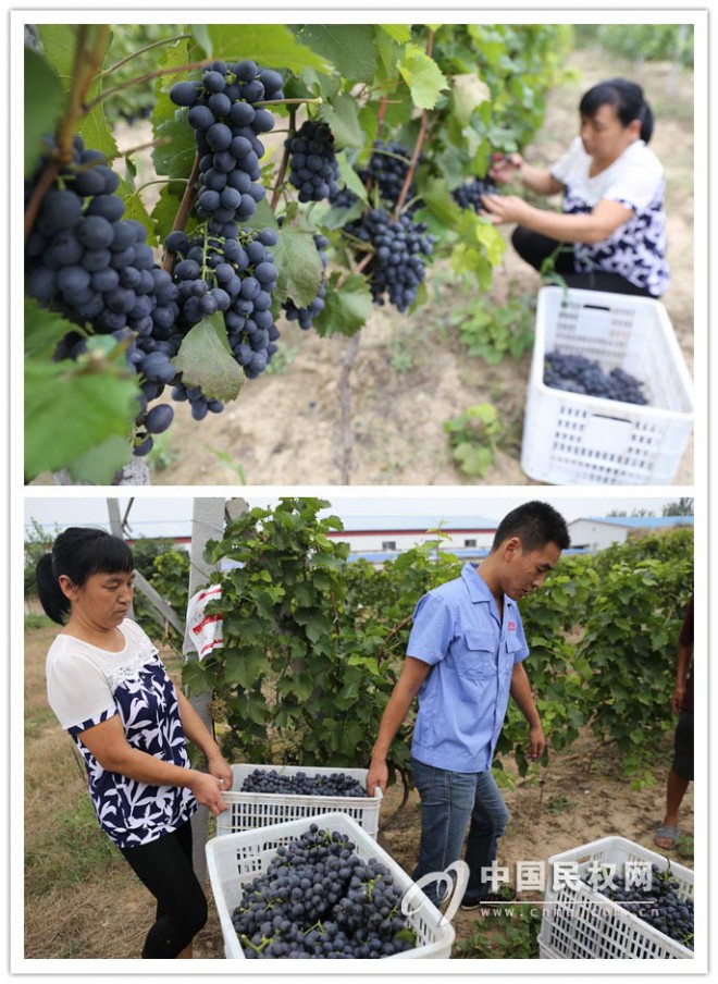 民权“冷谷红” 荣获中国农产品加工业金奖