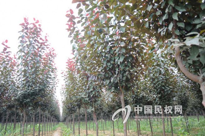 程庄镇刘庄村苗木培育花开神州大地