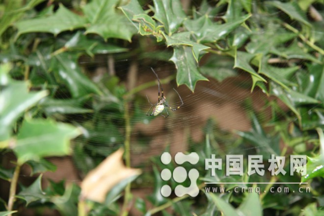 蜘蛛