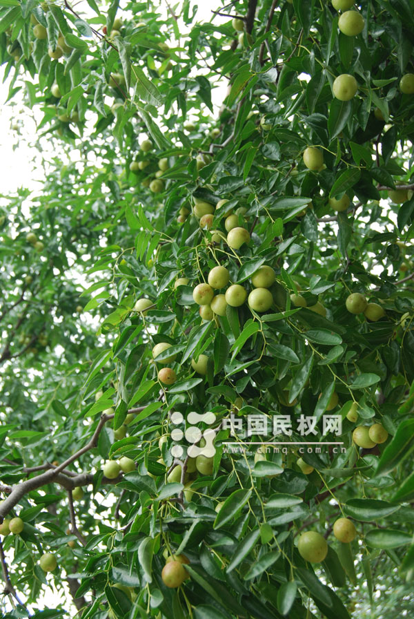 飞流直下三千枣