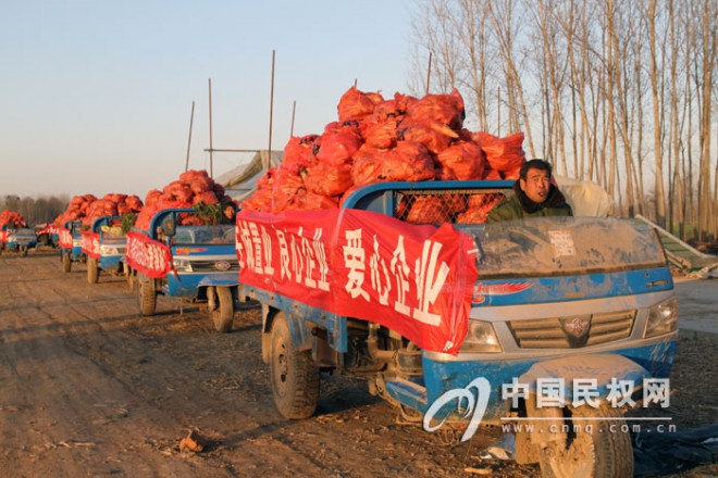 褚庙乡200多亩胡萝卜滞销 微博引来爱心企业前来购买