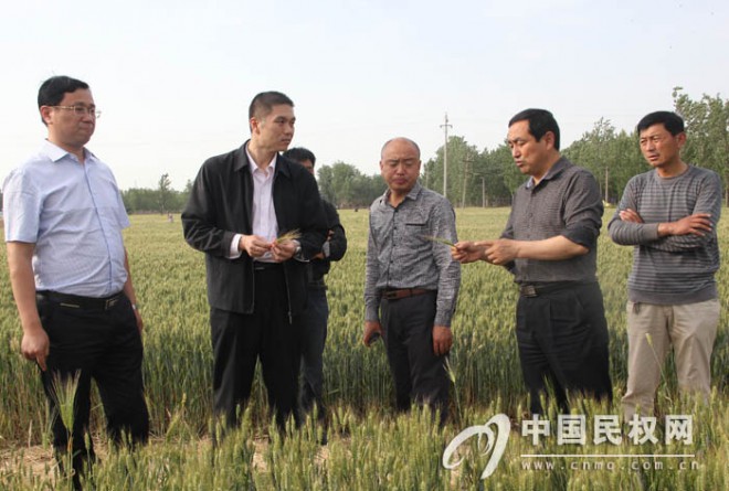 县委常委、副县长王涛深入乡镇查看小麦后期管理工作