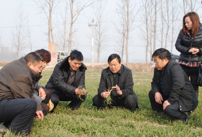 县领导杨思松带领科技人员下乡查看小麦苗情