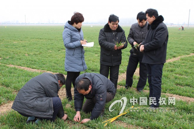 县农业局技术人员深入田间进行苗情调查