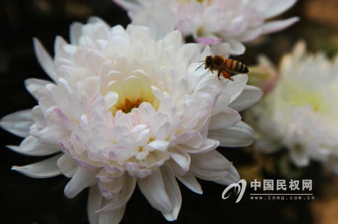 菊花与蜜蜂