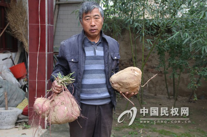 白云寺镇特色种植红薯喜获丰收