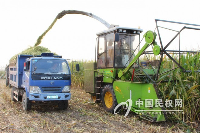 县农机局：大力推广秸秆青贮机械，让玉米秸秆变废为“宝”