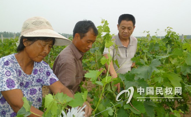 园艺站技术人员服务葡萄专业合作社 助推民权葡萄快速发展
