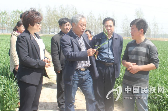 农业部小麦专家郭天财莅民指导小麦生产