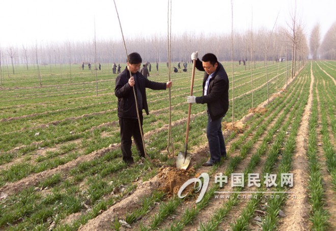 白云寺镇积极组织开展植树造林活动