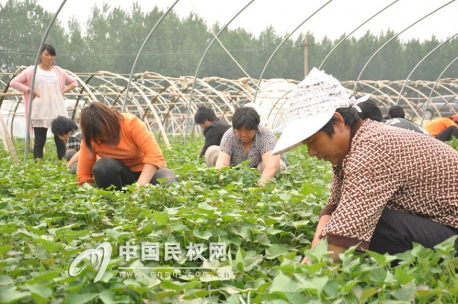 小小红薯苗  开辟农民增收新渠道